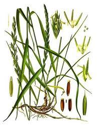 Pýr - Elytrigia repens 50 g