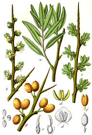 Rakytník - Hippophae rhamnoides 50 g