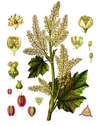 Reveň - Rheum officinale 50 g
